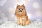 sitzender Pomeranian