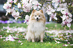 sitzender Pomeranian