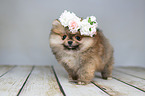 Pomeranian mit Blumenkranz
