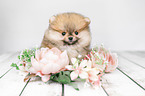 Pomeranian mit Blumenkranz