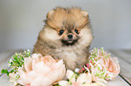 Pomeranian mit Blumenkranz