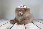 Pomeranian mit Blumenkranz