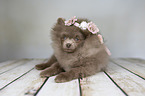 Pomeranian mit Blumenkranz