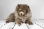 liegender Pomeranian Welpe