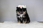 Pomeranian mit Blumenkranz