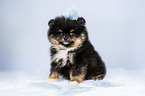 Pomeranian Welpe