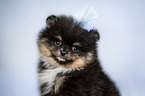 Pomeranian Welpe Portrait