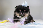 Pomeranian Welpe