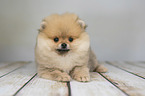 liegender Pomeranian Welpe