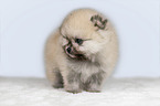 stehender Pomeranian Welpe