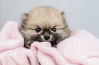 Pomeranian Welpe Portrait