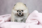 Pomeranian Welpe