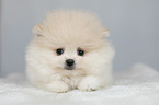 Pomeranian Welpe