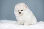 Pomeranian Welpe