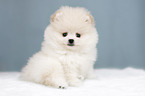 Pomeranian Welpe