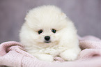 liegender Pomeranian Welpe