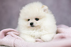 liegender Pomeranian Welpe