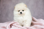 Pomeranian Welpe