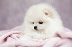 Pomeranian Welpe