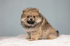 Pomeranian Welpe