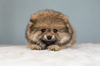 liegender Pomeranian Welpe
