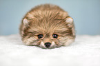 liegender Pomeranian Welpe
