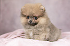 Pomeranian Welpe