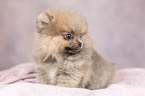 Pomeranian Welpe