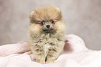 Pomeranian Welpe