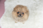 Pomeranian Welpe