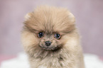 Pomeranian Welpe Portrait