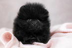 liegender Pomeranian Welpe