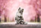 Pomeranian