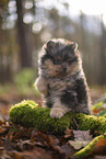 Pomeranian Welpe