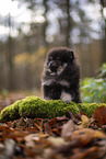 Pomeranian Welpe