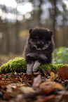 Pomeranian Welpe