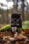 Pomeranian Welpe