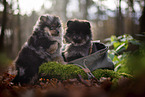 Pomeranian Welpe