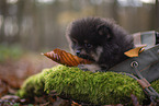 Pomeranian Welpe