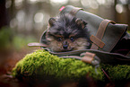 Pomeranian Welpe