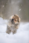 Pomeranian Welpe im Winter