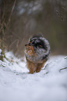 Pomeranian Rde