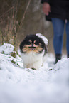 Pomeranian Hndin