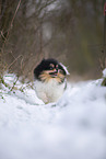 Pomeranian Hndin