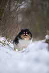 Pomeranian Hndin
