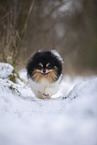 Pomeranian Hndin