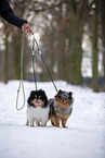 Pomeranian Rde