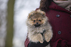 Pomeranian Welpe im Winter