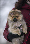 Pomeranian Welpe im Winter