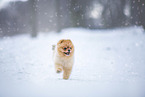 junger Pomeranian Rde